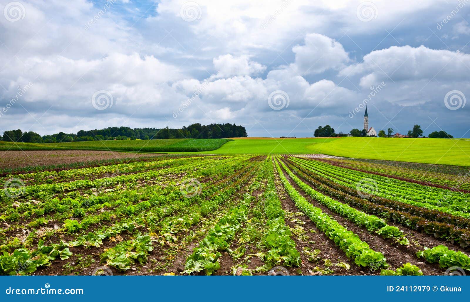 Plantation of Cabbage stock image. Image of cultivated 24112979