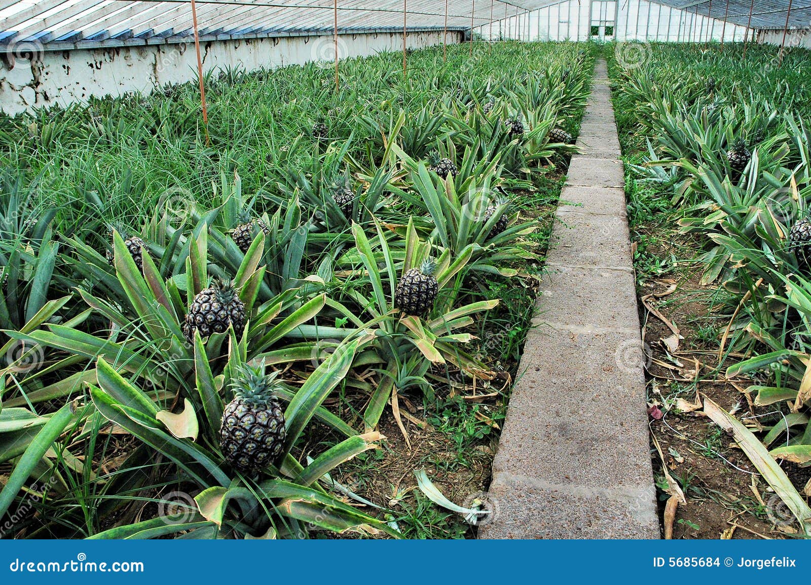 plantation ananas