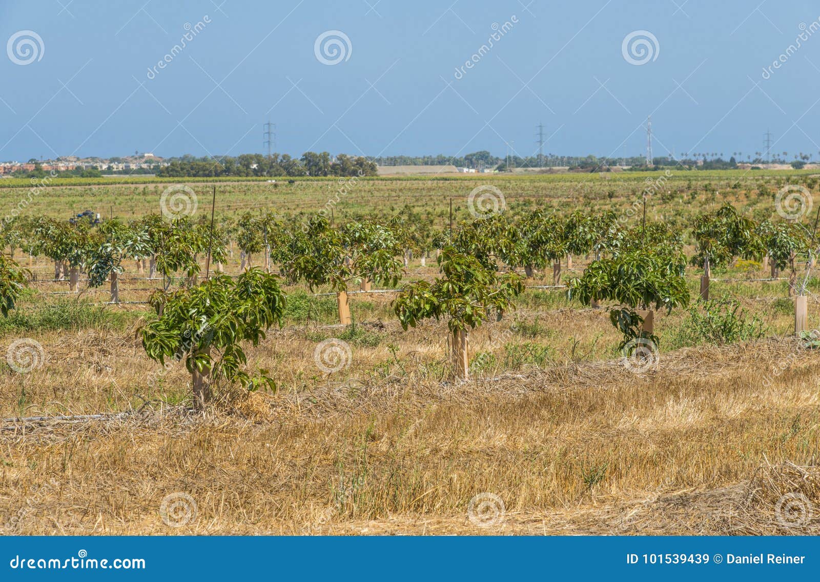 Avocat De Jardinage Et De Plantation D'intérieur D'une Graine Et D'un H De  Observation Image stock - Image du hublot, normal: 128688983