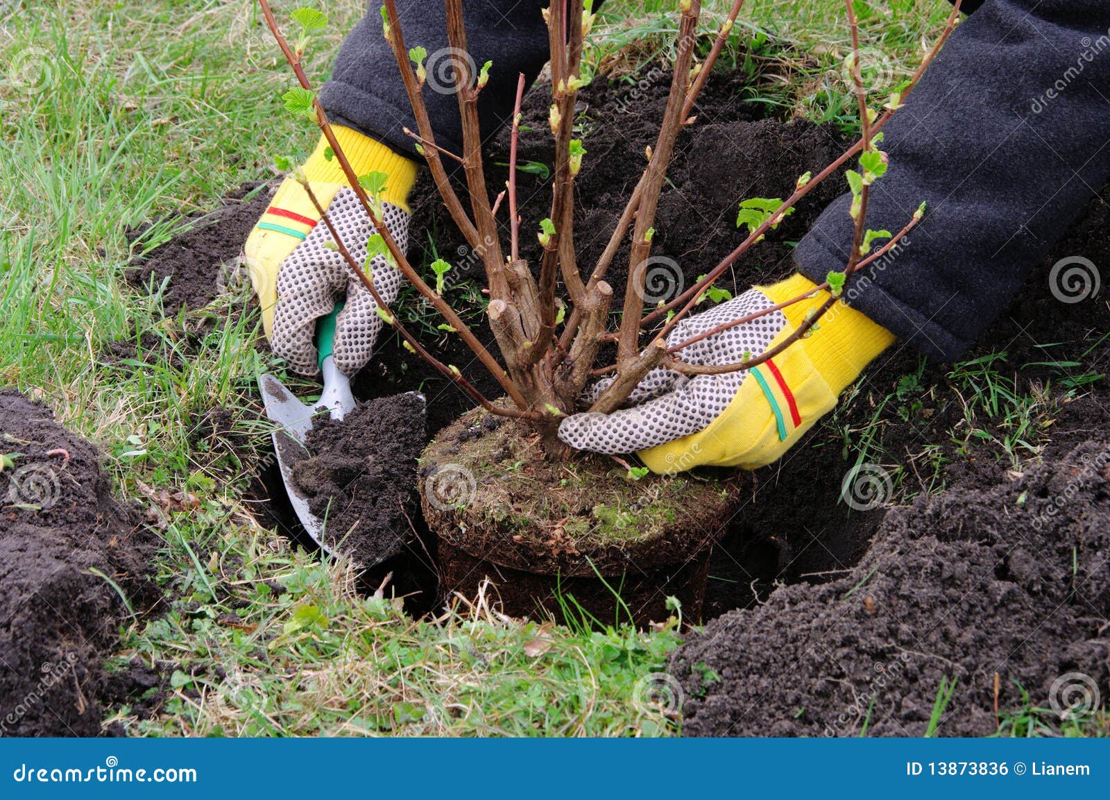 planter un arbuste