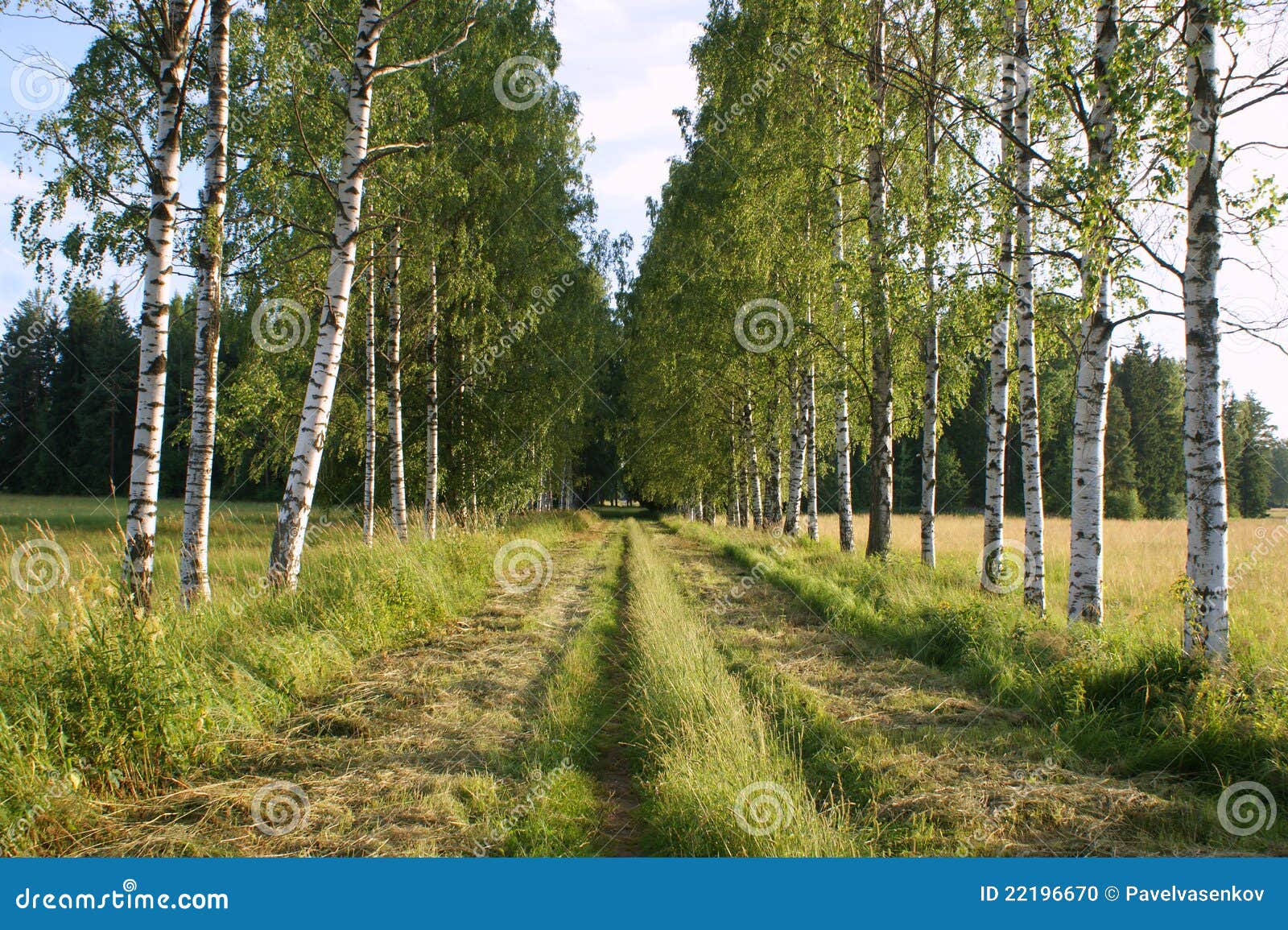 Plantation De Bouleau Russie  Photo stock Image du pr  