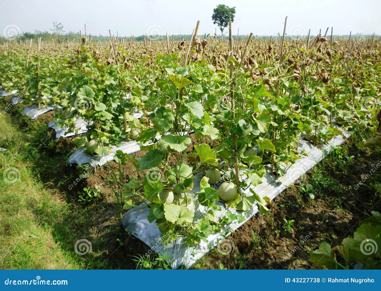 Plantation De Melon 113