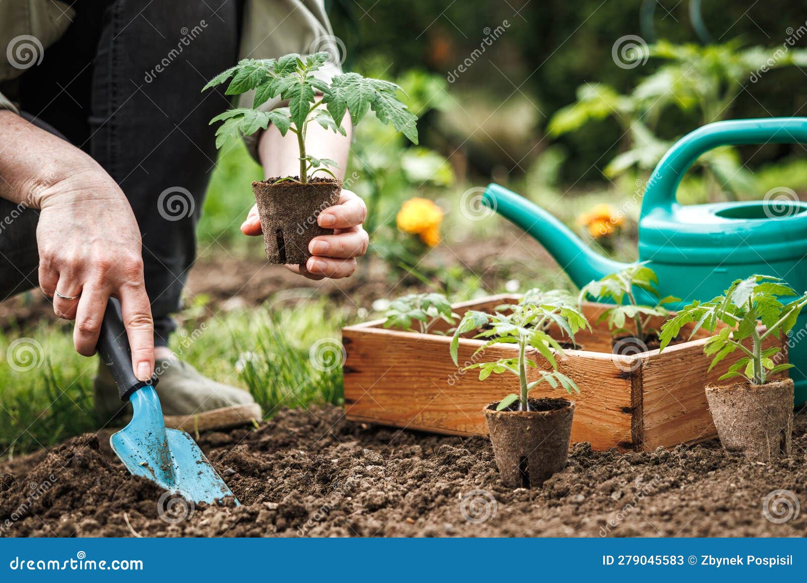 Plantation De Semis De Tomates Avec Pot De Tourbe Biodégradable Dans Le Sol  Dans Le Potager Image stock - Image du affermage, plantation: 279045583