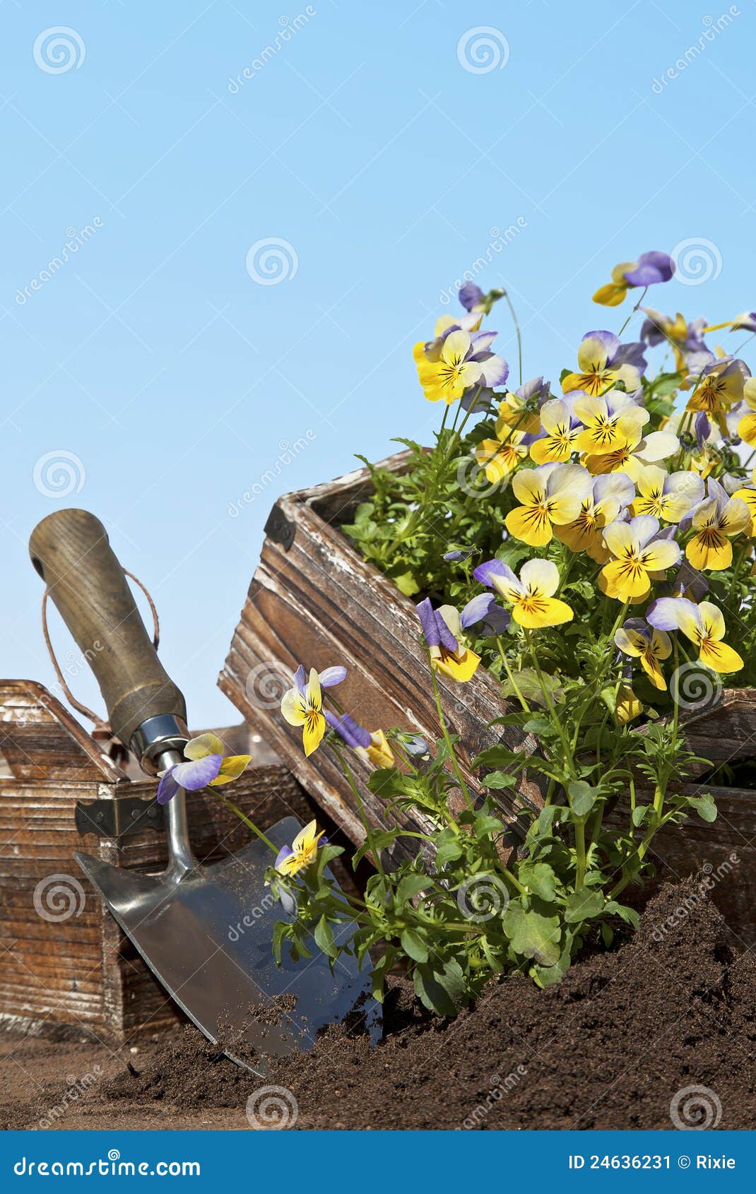 Plantation des violas image stock. Image du bleu, lame 24636231