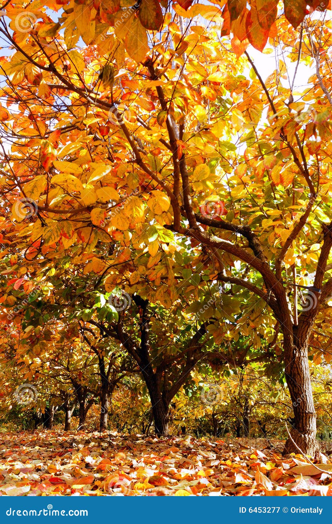 Plantation in fall stock image. Image of park, golden 6453277