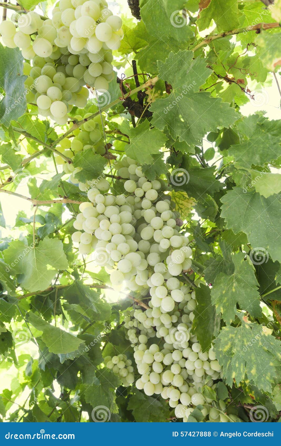 Plantation of Grapes. Vineyard. Plant Grape Stock Photo Image of