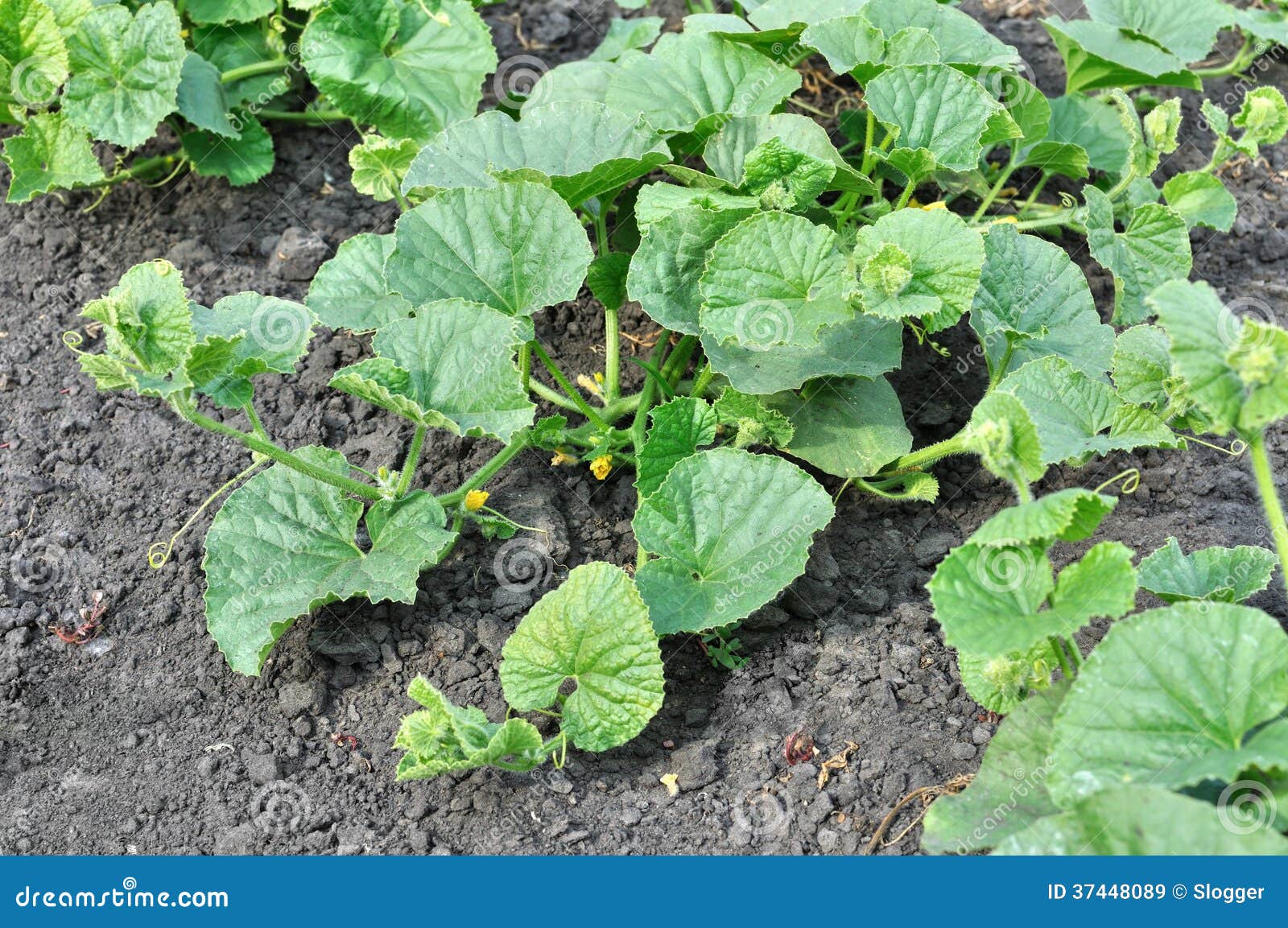 Plantation of melon stock image. Image of nature, plant 37448089