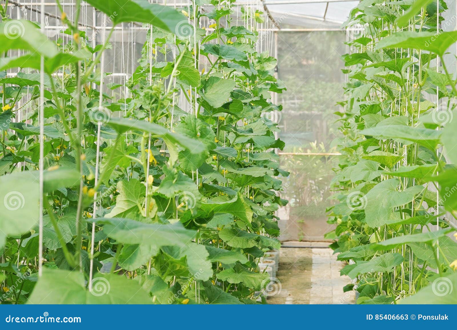 Plantation of Melon in Greenhouse. Stock Image Image of farm