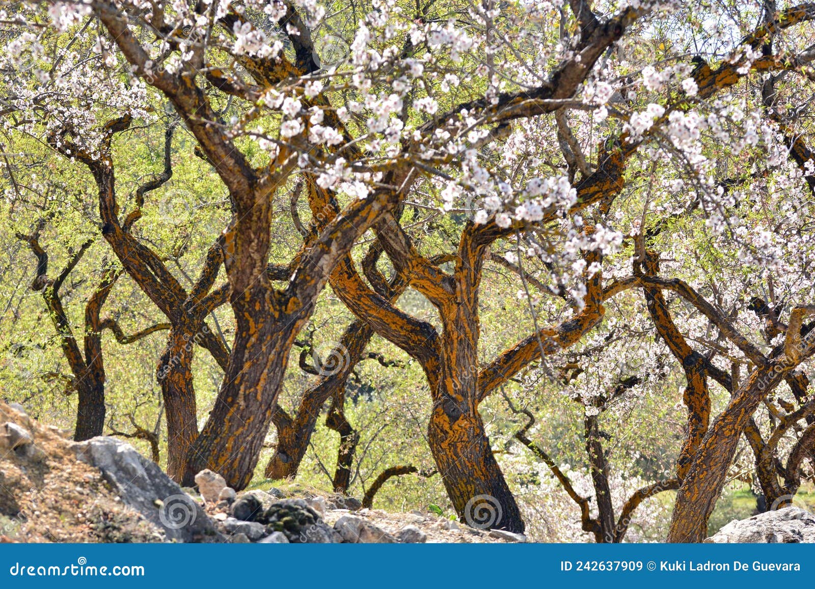 plantation of old almond trees in bloom