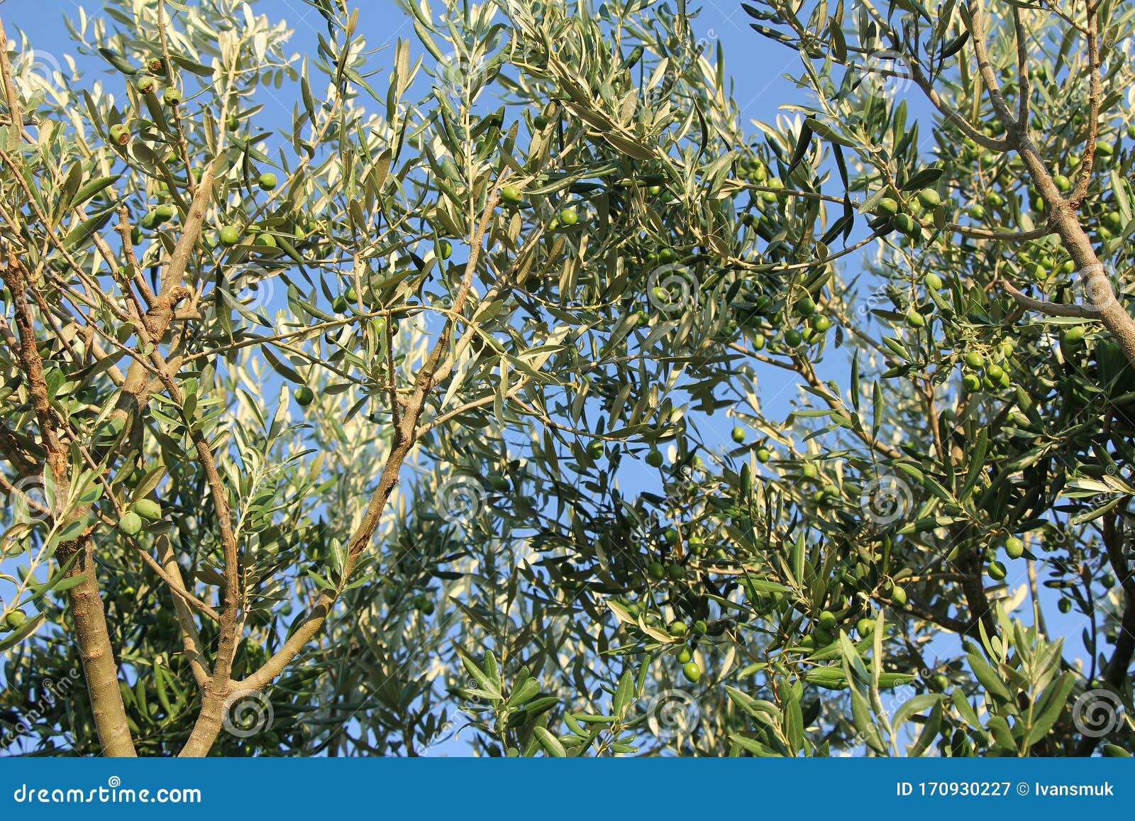 Plantation of Olive Trees Olive Branchs Stock Image Image of
