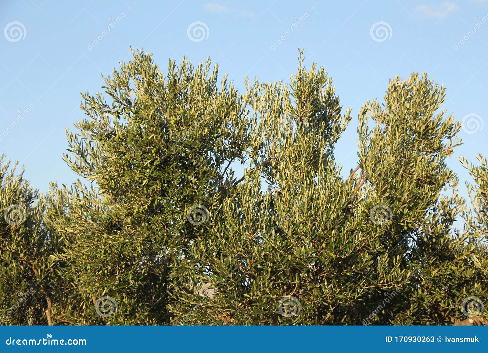 Plantation of Olive Trees Olive Branchs Stock Image Image of