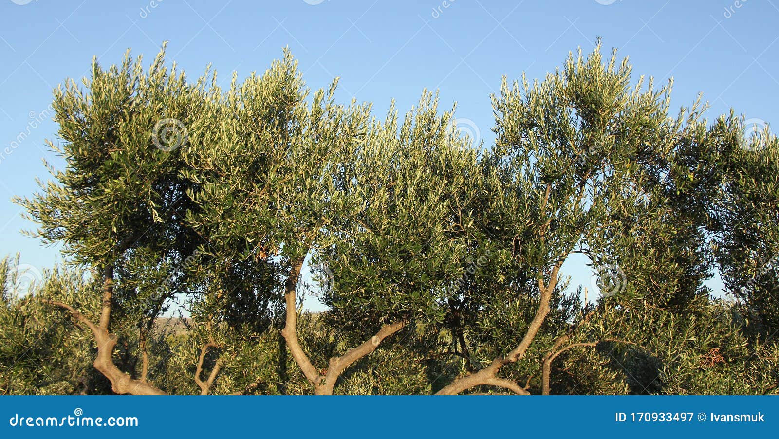 Plantation of Olive Trees Olive Branchs Stock Image Image of food