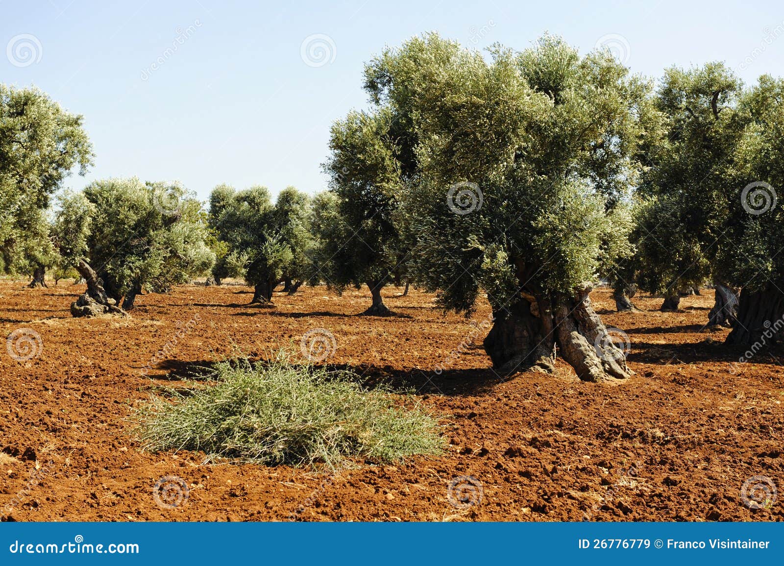 Plantation of Olives stock image. Image of abruzzo, extravirgin 26776779