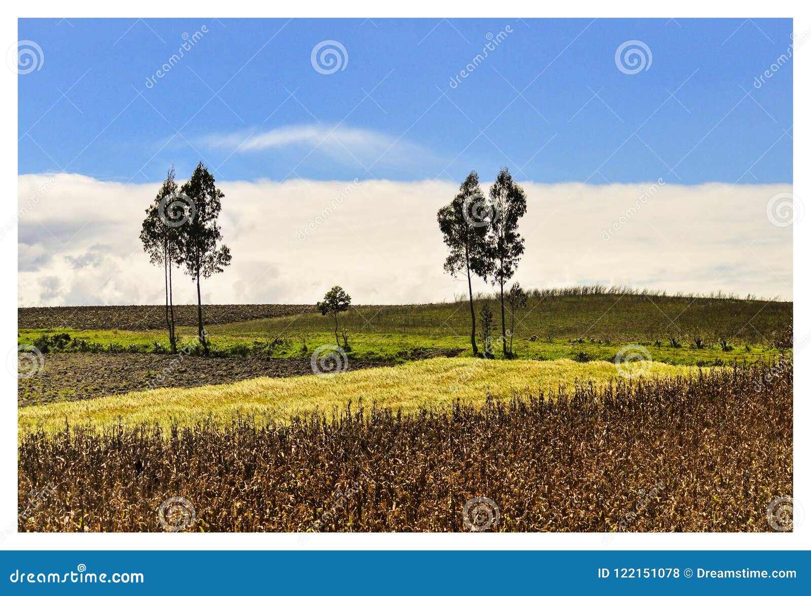 plantation in otavalo