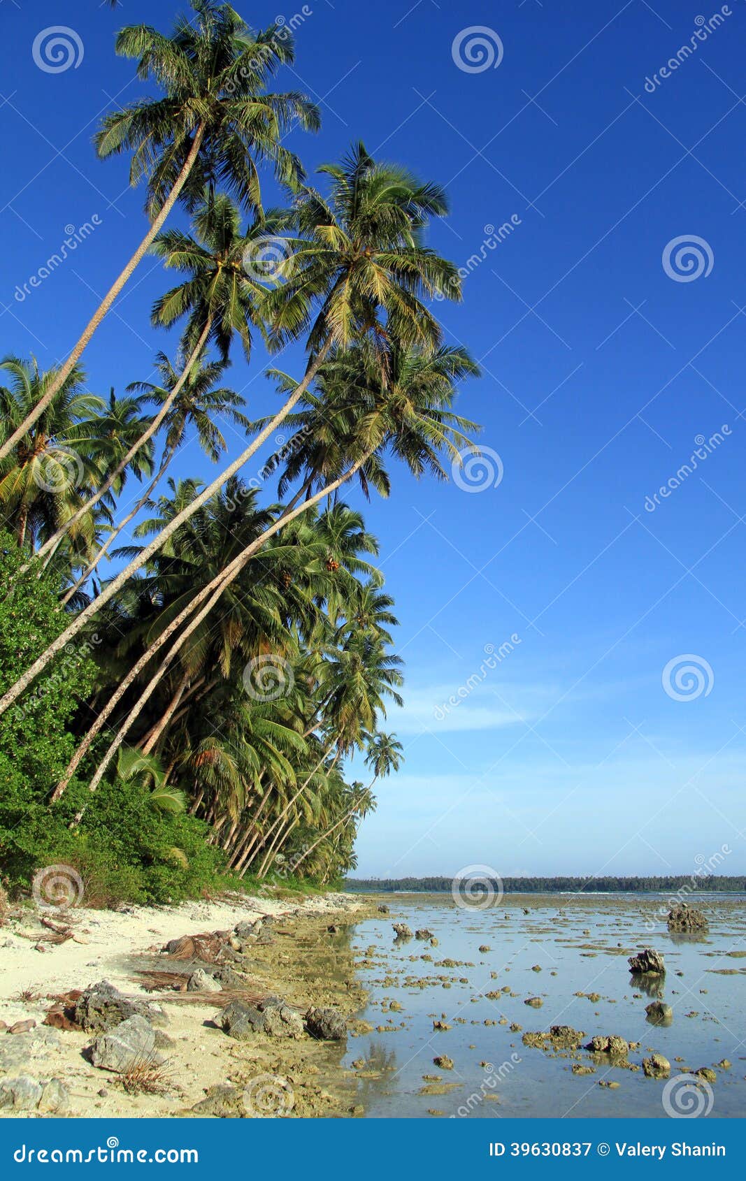 Plantation stock image. Image of water, lush, beach, plantation - 39630837