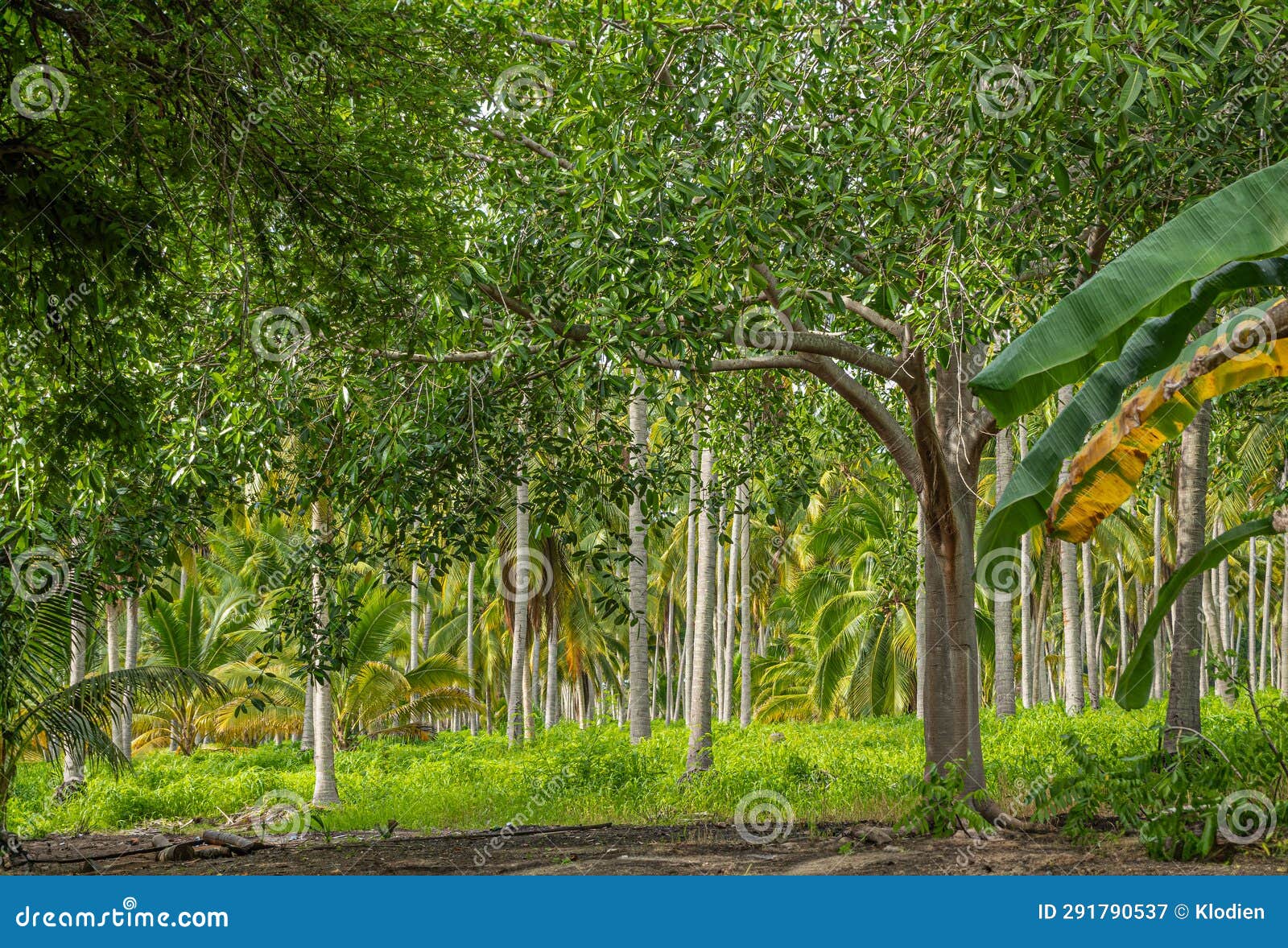 plantation at parque ecoturÃÂ­stico. zihuatanejo, mexico