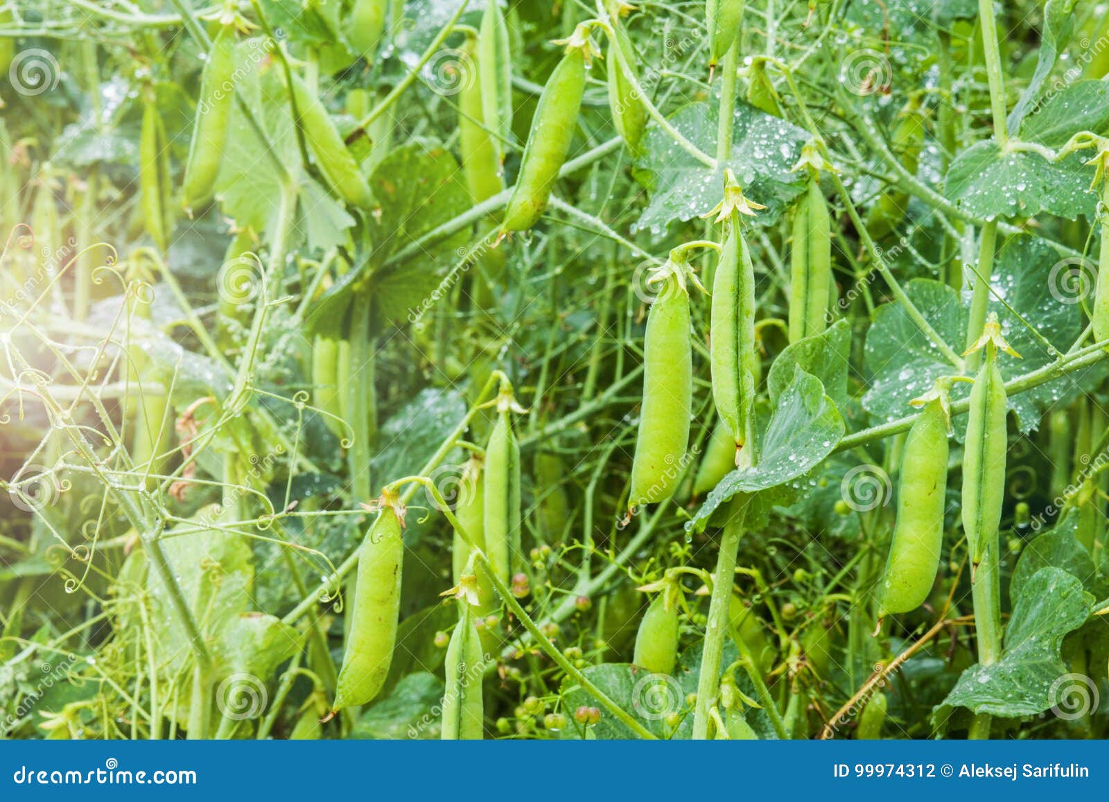 Peas at the field stock photo. Image of horticulture 99974312