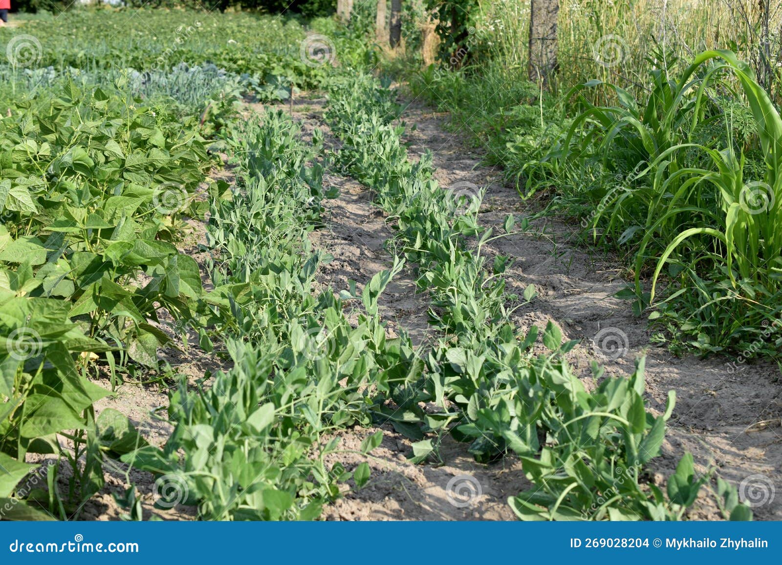 Plantation of Peas Growing in the Garden. Stock Photo Image of peas