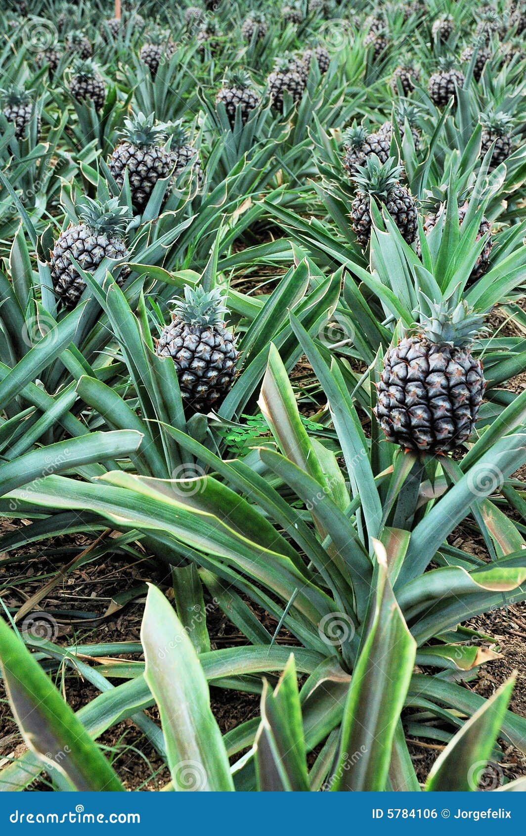 Plantation of pineapples stock photo. Image of azores 5784106