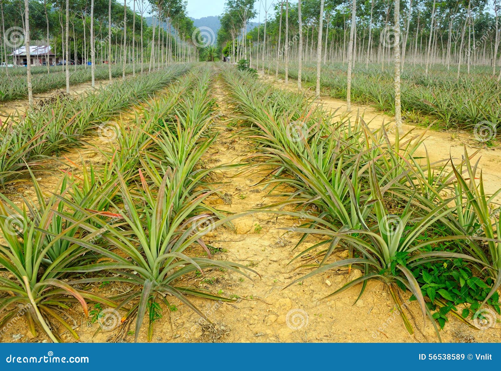 Plantation of pineapples stock image. Image of phuket 56538589
