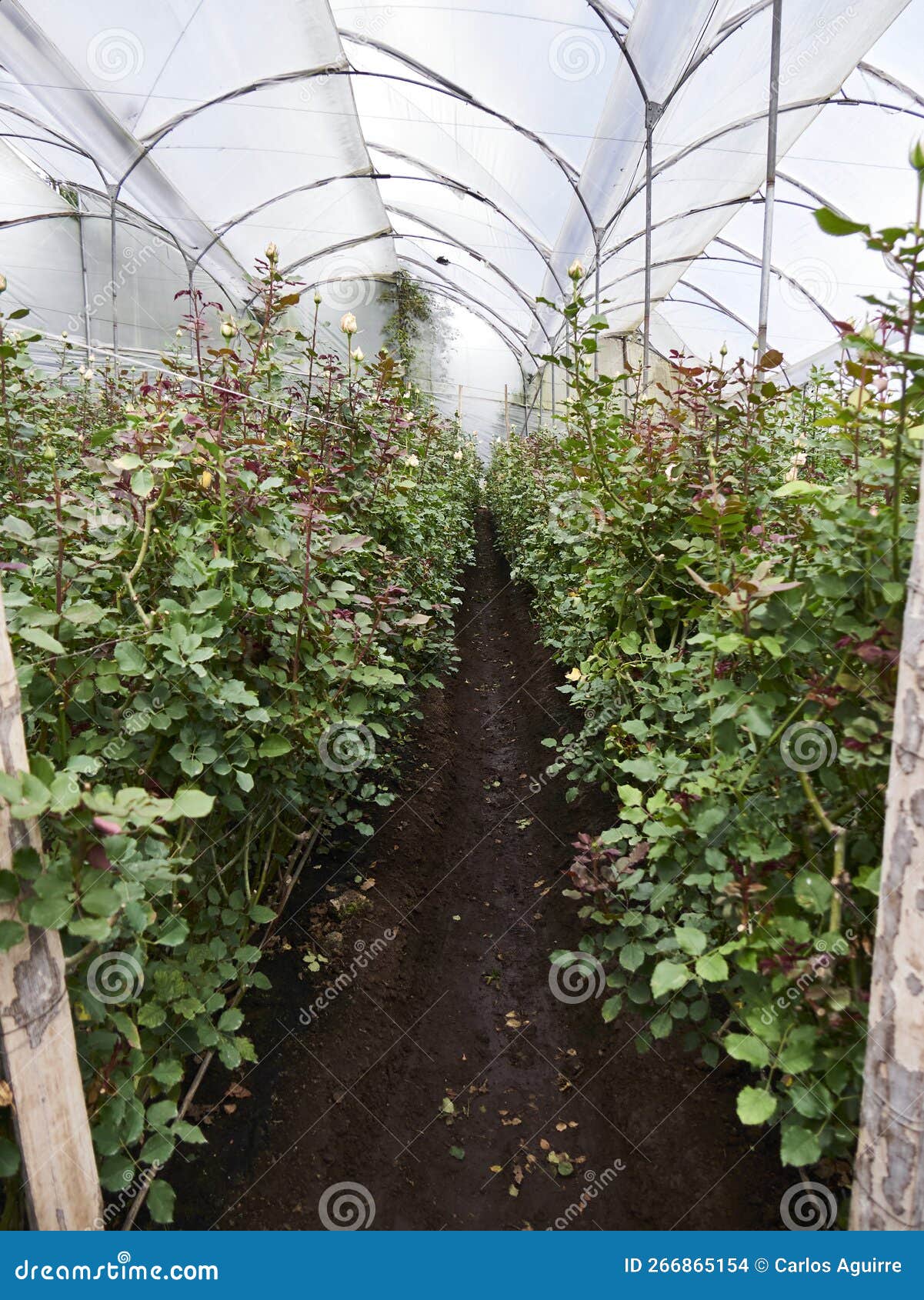 Plantation Roses Growing Inside in a Greenhouse Stock Photo Image of