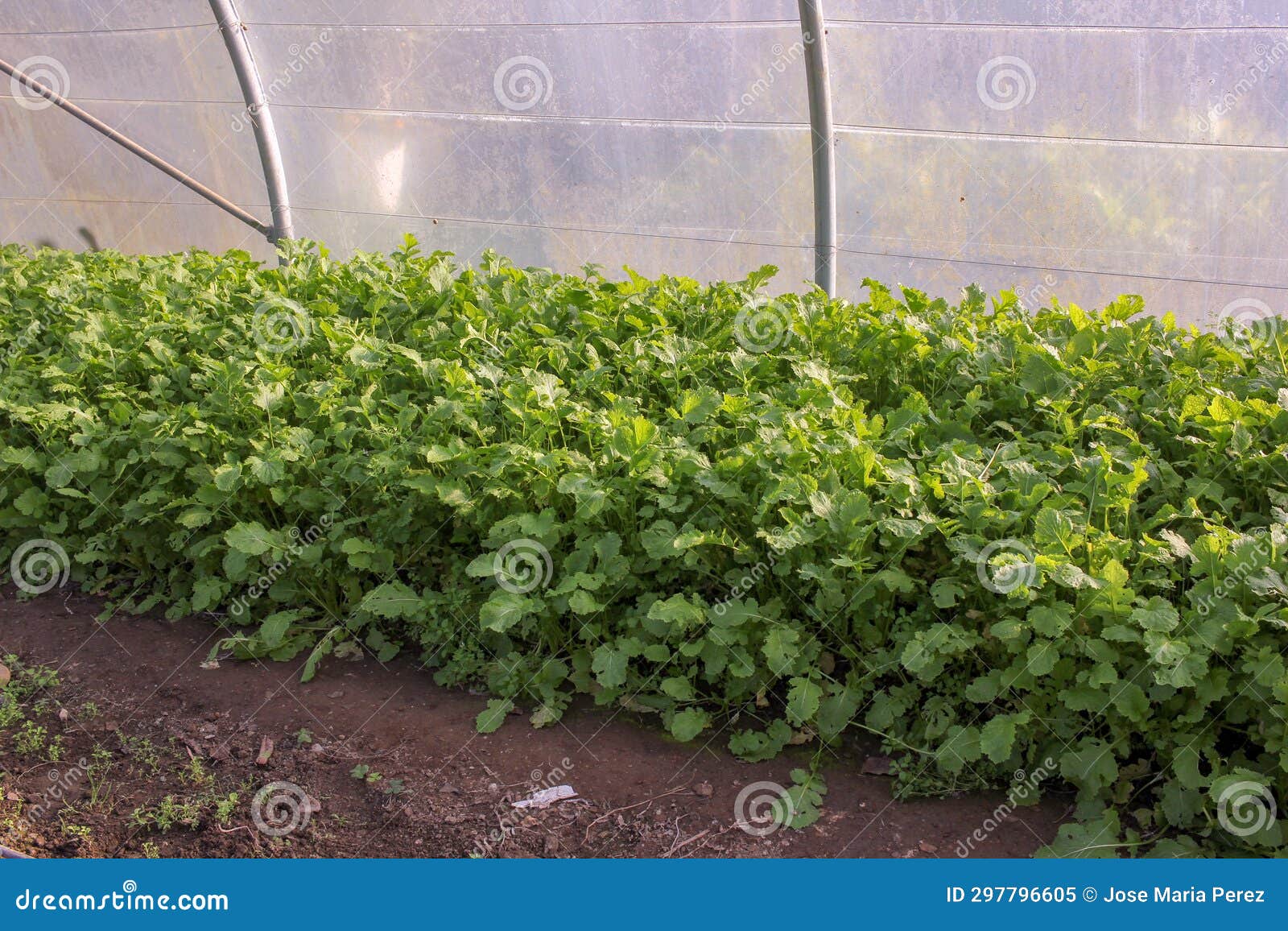 A Plantation of Turnips in a Greenhouse Stock Image Image of crop