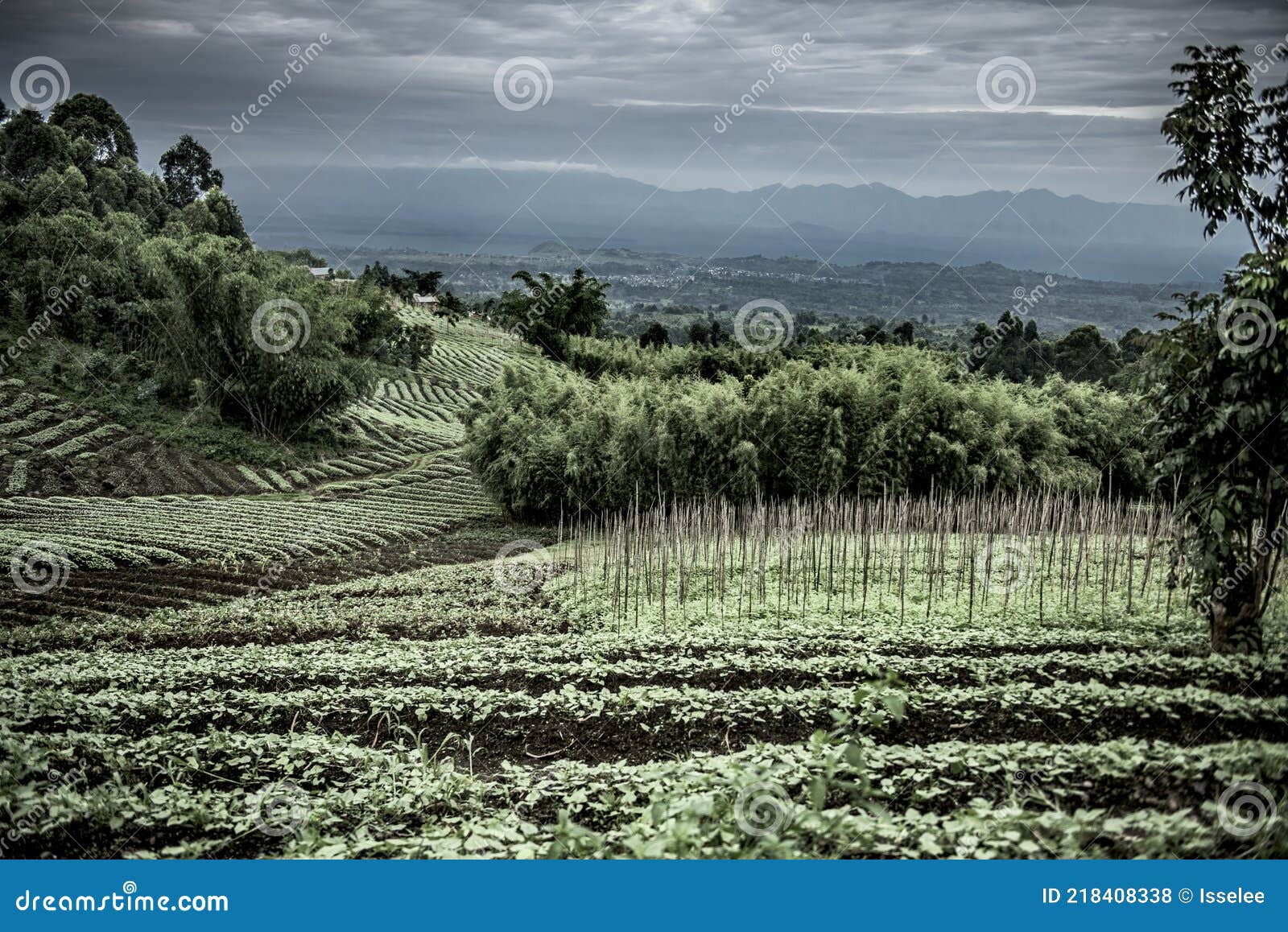 plantations in nord kivu