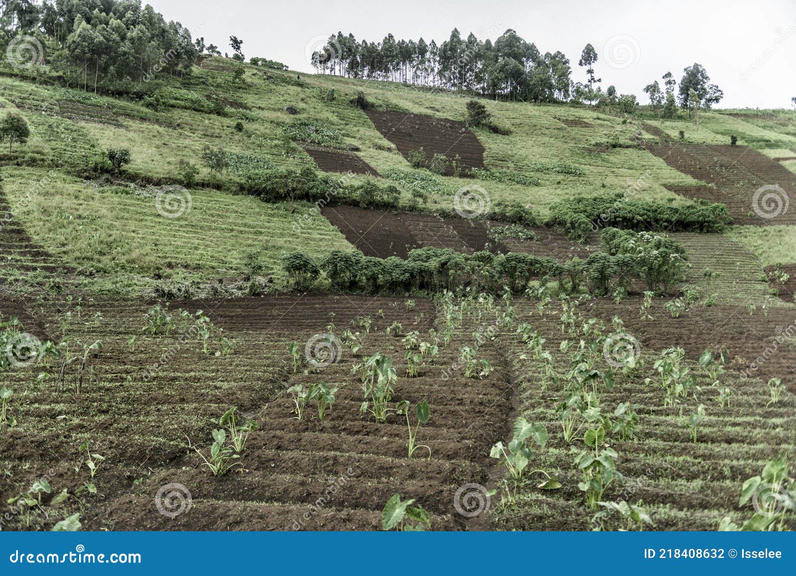 plantations in nord kivu