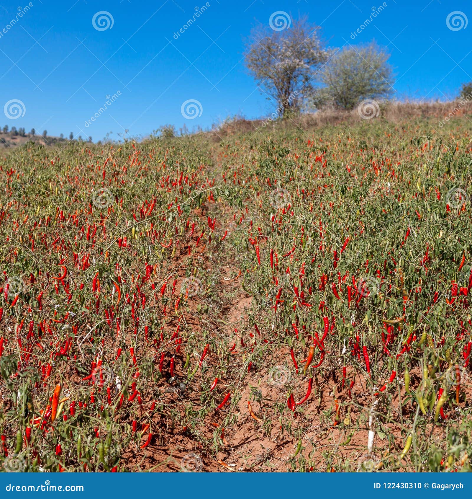 Plantations of Red Chili Peppers in the Field. Stock Photo Image of