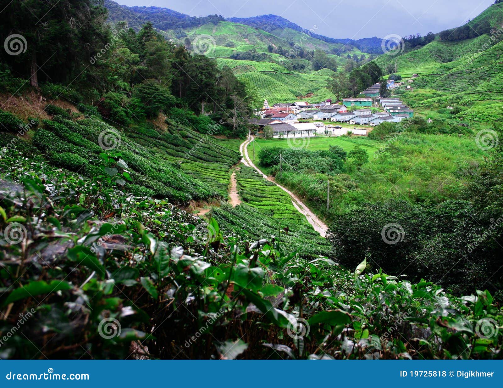 Plantações de chá em montanhas Malaysia de Cameron