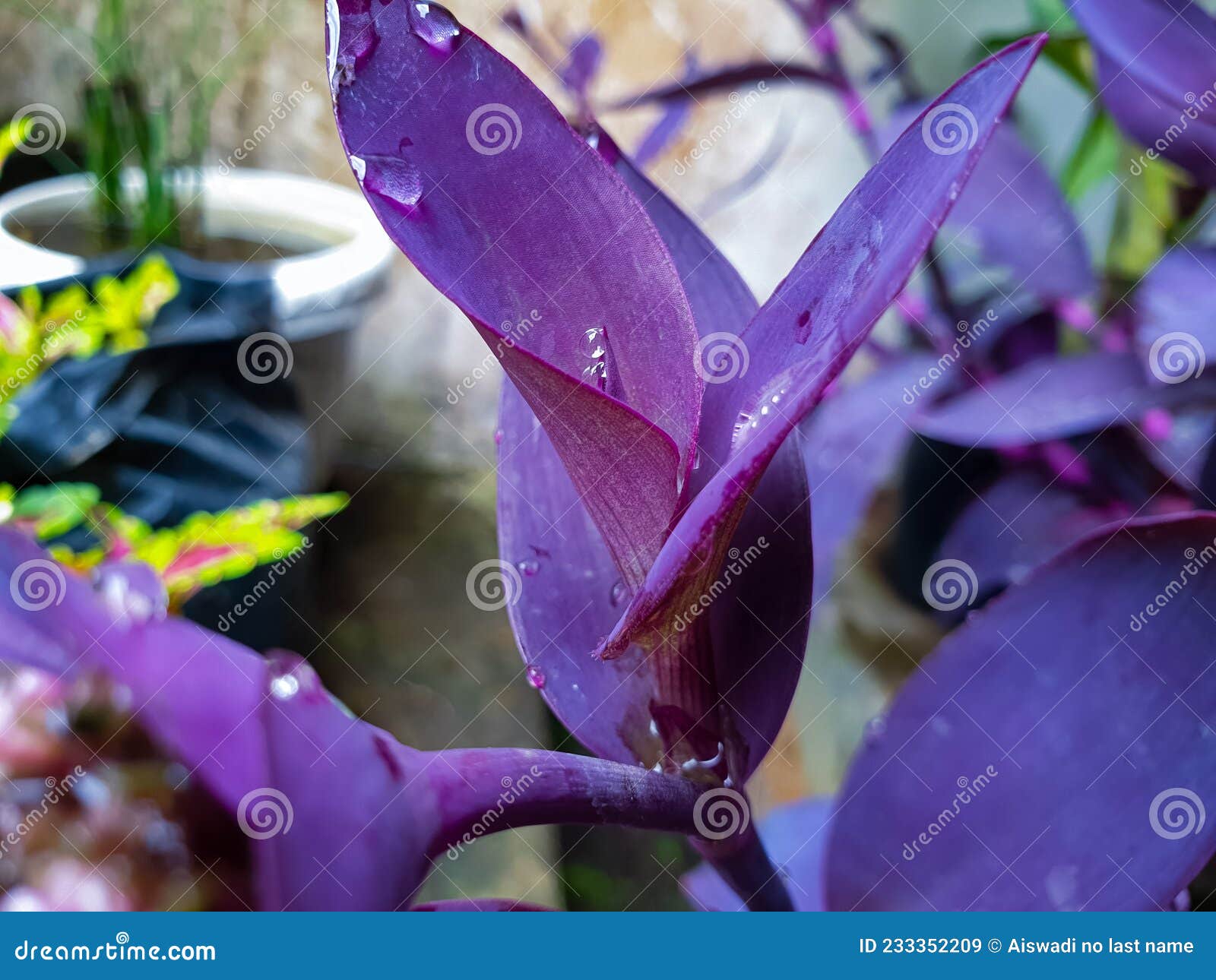 Plante à Fleurs De Croton Avec Couleur Feuille Violette Image stock - Image  du centrale, nature: 233352209