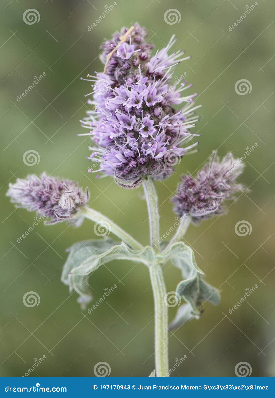 Plante Aromatique Moyenne De Horsemint Longifolia De Mentha Avec De Belles  Inflorescences Mauve Sur Fond Verdâtre Homogène Image stock - Image du  couleur, floraison: 197170943