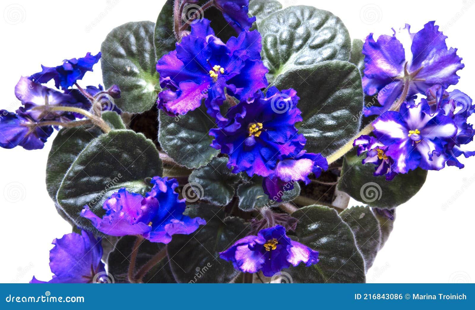Plante D'intérieur En Pot Avec Des Fleurs Blanches Et Bleues. Fleurs  Violettes Fleuries Isolées Sur Blanc Photo stock - Image du sélecteur,  vert: 216843086