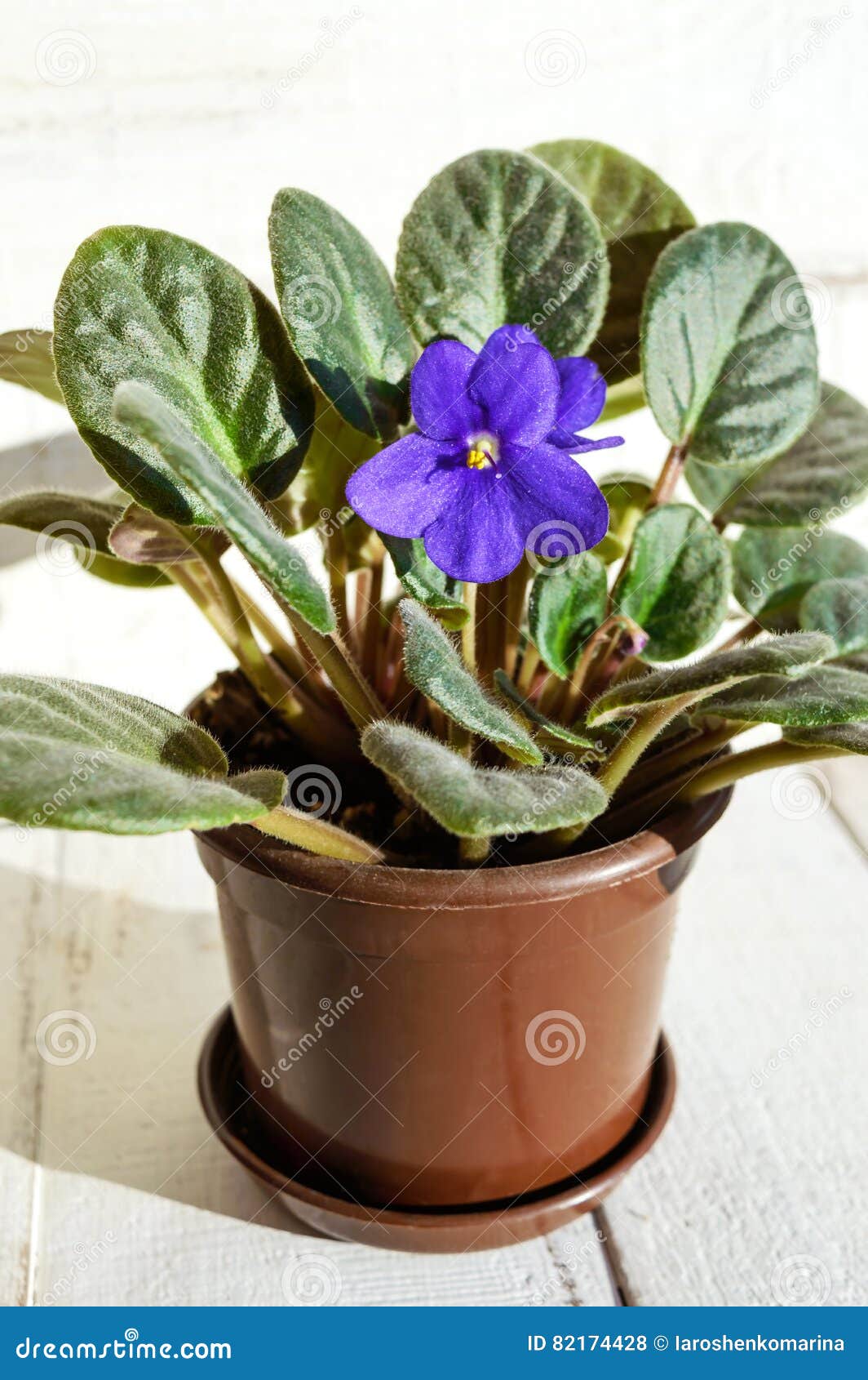 Plante D'intérieur Une Violette Avec La Fleur Pourpre Dans Un Pot Brun Sur  Un Fond Blanc Photo stock - Image du rose, avec: 82174428