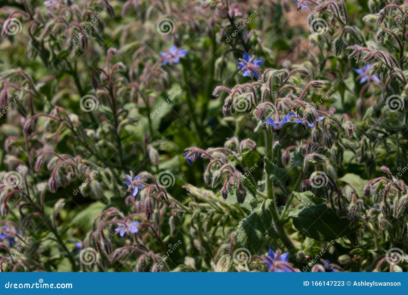 Plante De Fleurs De Mauvaises Herbes Bleues Mauves Image stock - Image du  vert, saison: 166147223