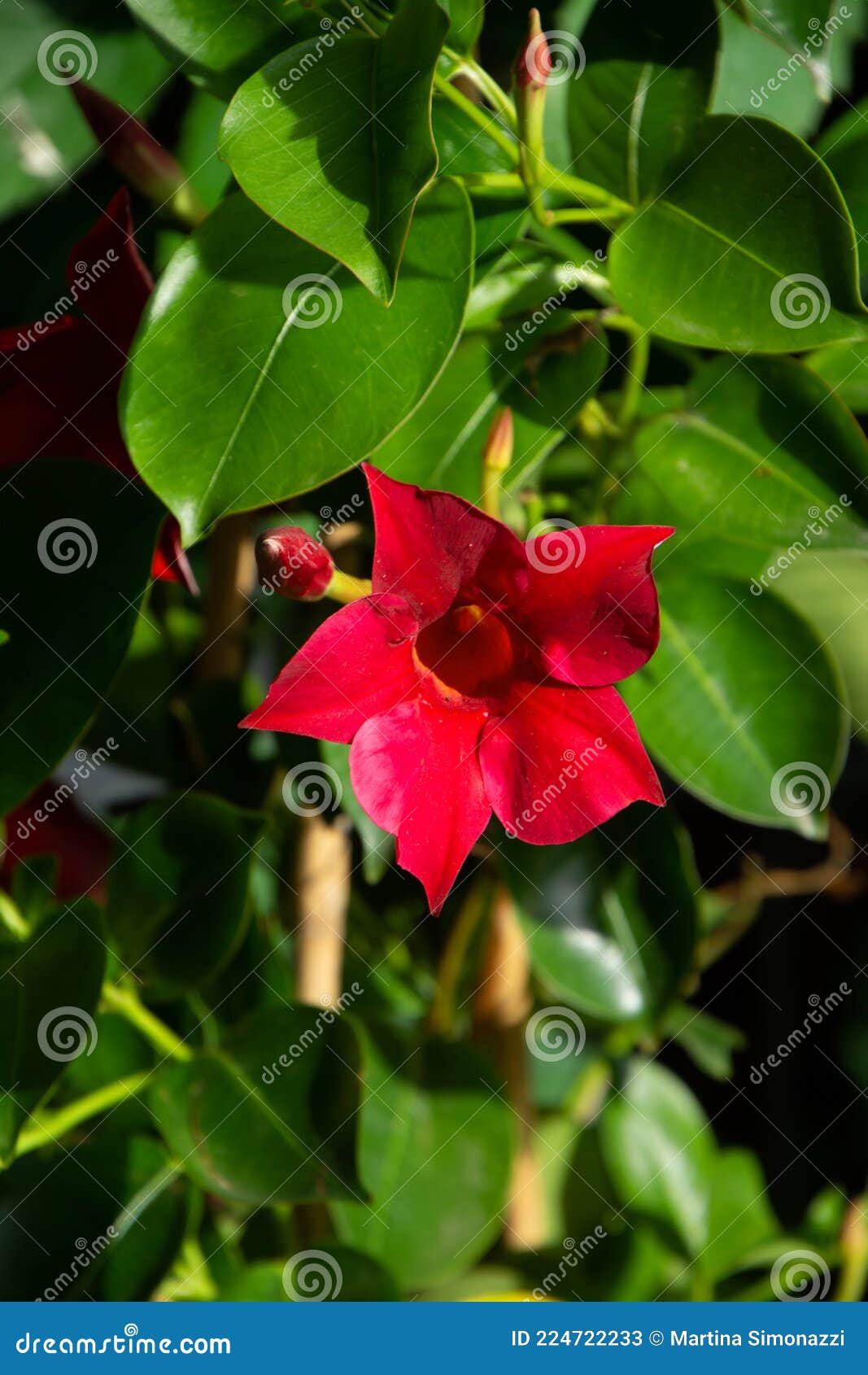 Plante De La Trompette Rouge Avec Grand Rouge Cinq Fleurs Pétales Image  stock - Image du patio, couleur: 224722233