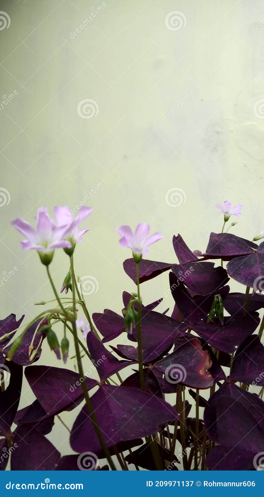Plante De Papillon Violet En Fleurs Image stock - Image du pourpré,  centrale: 209971137
