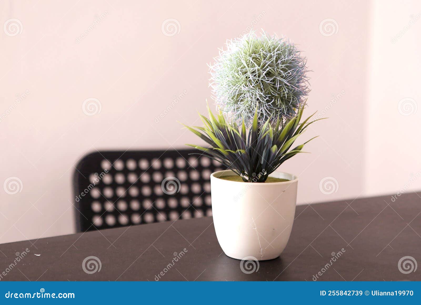 Plante De Pot Fleur Sur La Table Dans Le Salon Blanc Arrière-plan