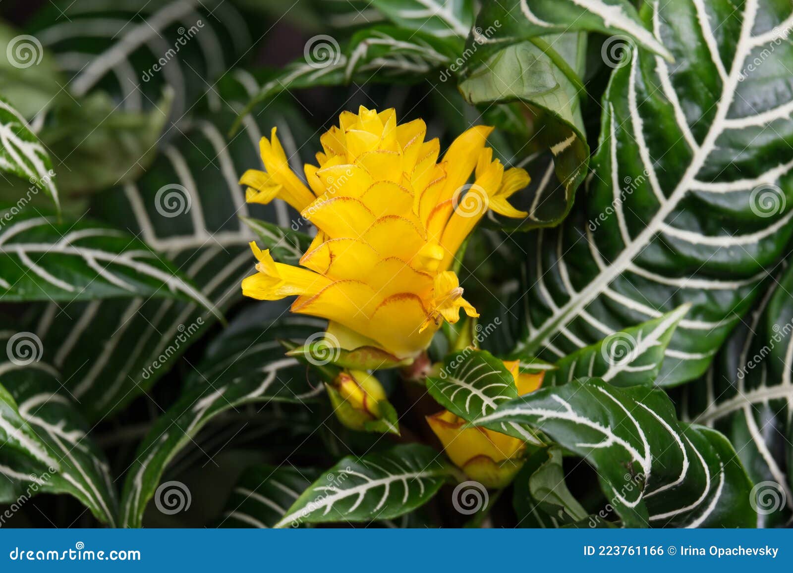 Plante Exotique Tropicale En Fleurs Aphelandra Lat Aphelandra Photo stock -  Image du jaune, lame: 223761166