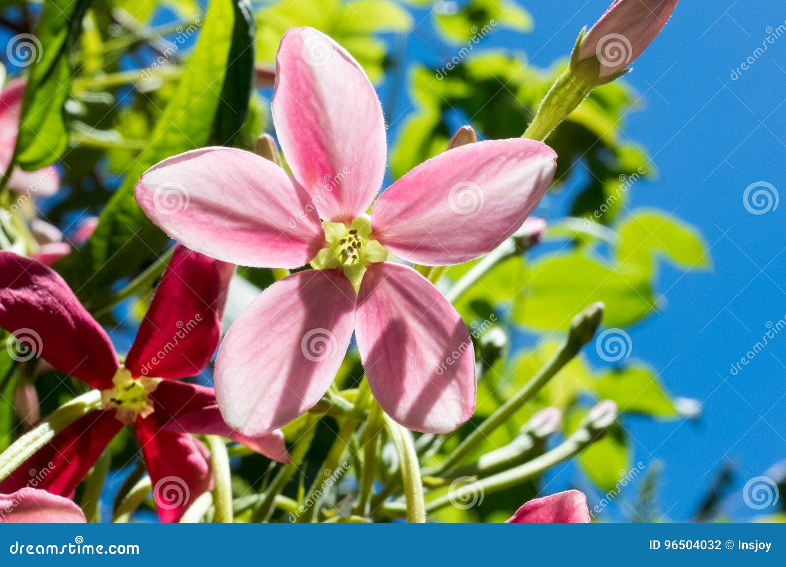 Plante Grimpante De Rangoon Belle Fleur Rose Photo Stock