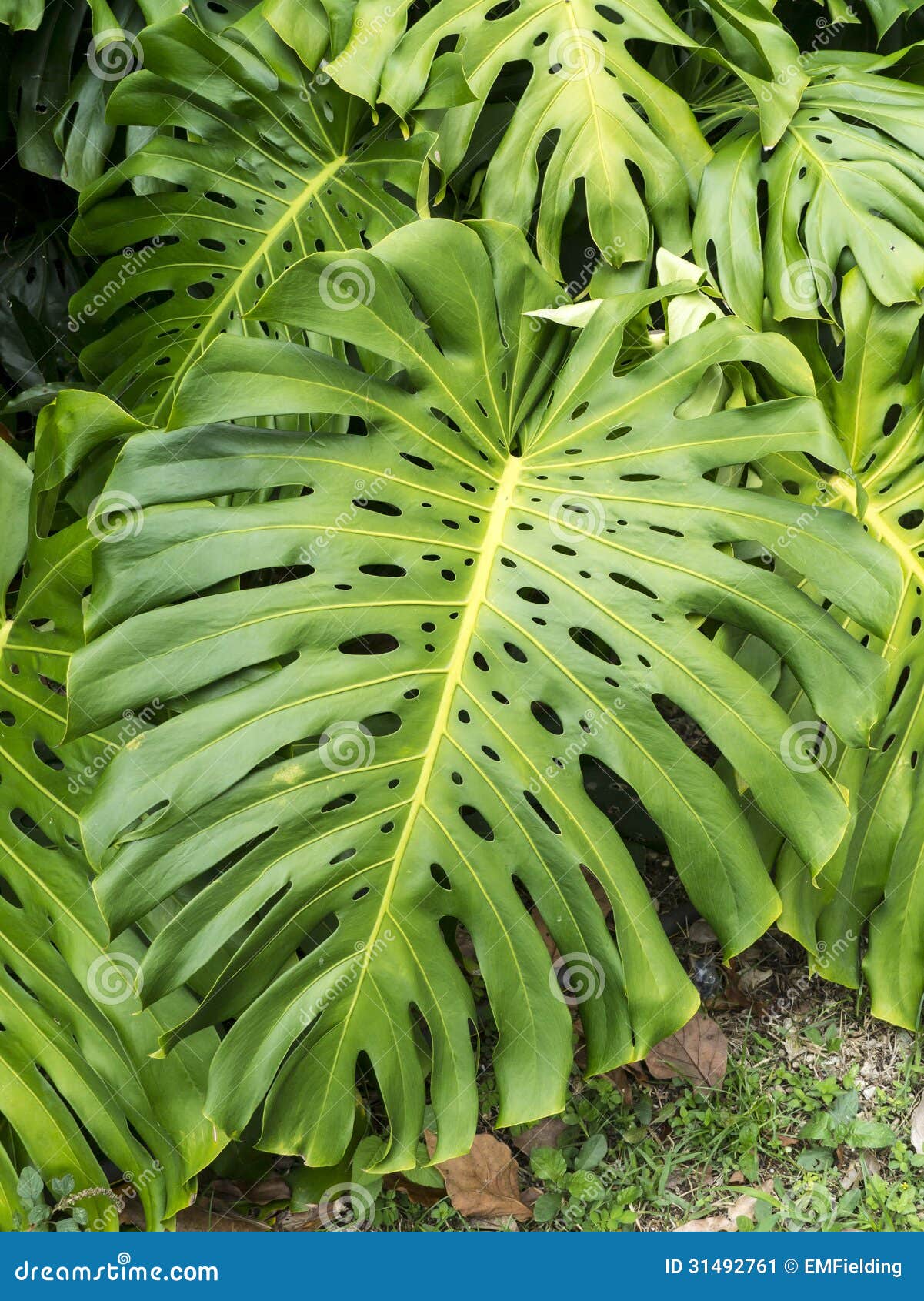 Plante Tropicale Image Stock Image Du Normal Vegetation Plante Tropicale Image Stock Image Du Normal Vegetation