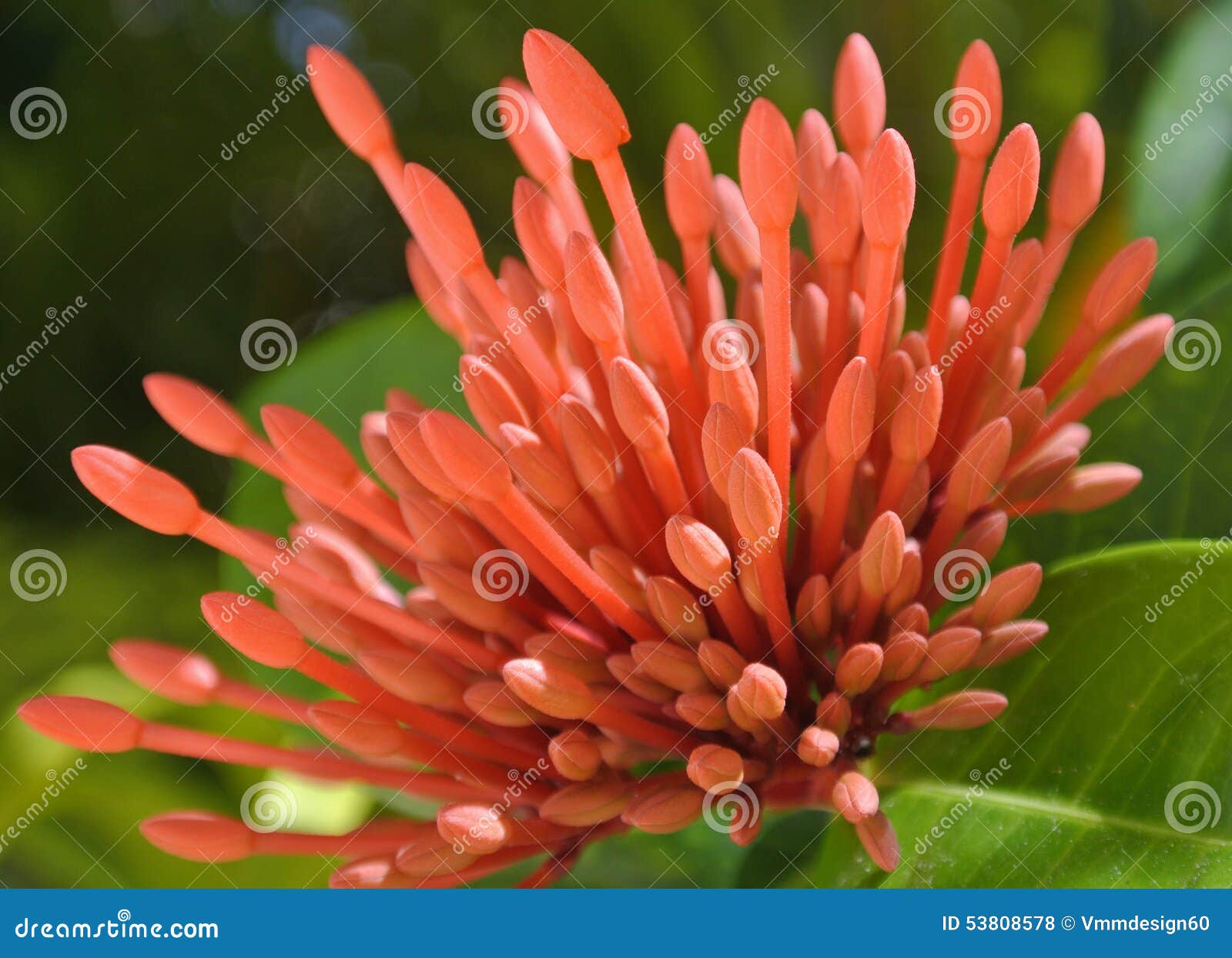 Plante Tropicale Exotique Orange De Fleur Photo stock - Image du batterie,  république: 53808578