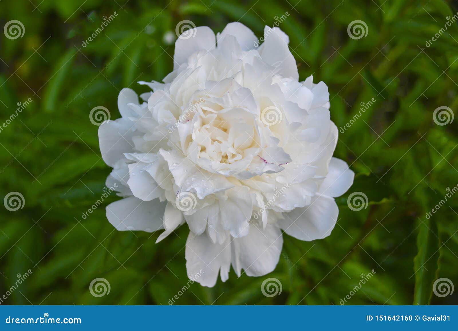 Plante Vivace Blanche De Fleur De Pivoine Avec De Grandes Belles Fleurs  Plan Rapproch? Photo stock - Image du fermer, vacances: 151642160