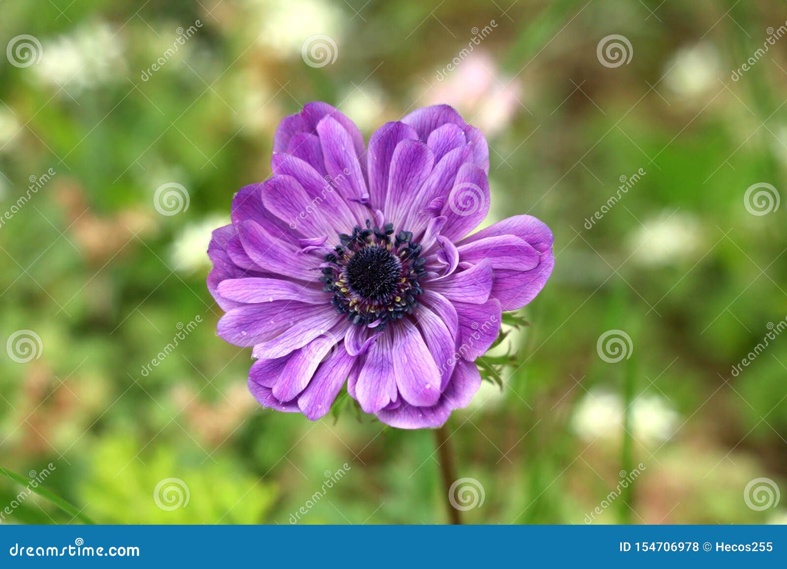 Plante Vivace D'anémone Avec Les Pétales De Floraison Entièrement Ouverts  Violets Et Le Centre Noir Foncé S'élevant Dans Le Jardi Photo stock - Image  du jour, local: 154706978