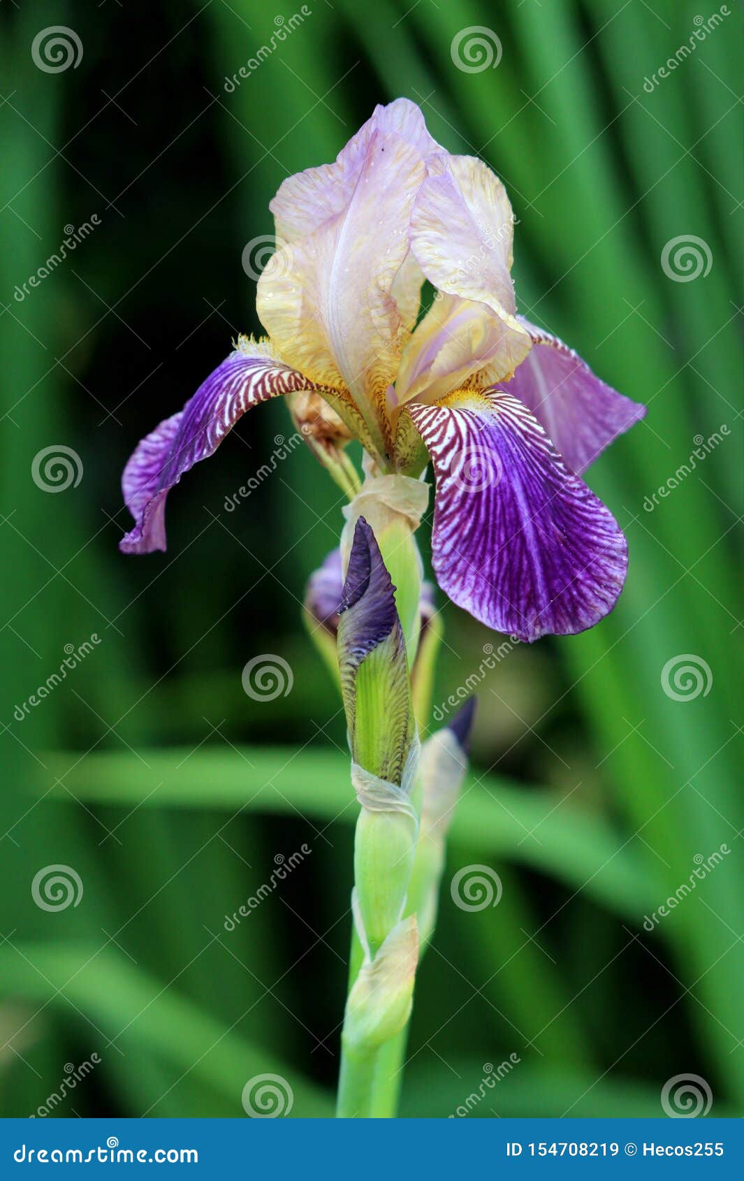 Plante Vivace De Floraison D'iris Commençant à Ouvrir Les Fleurs Violettes  Colorées Sur La Longue Tige Simple Plantée Dans Le Jar Image stock - Image  du centrale, commencer: 154708219