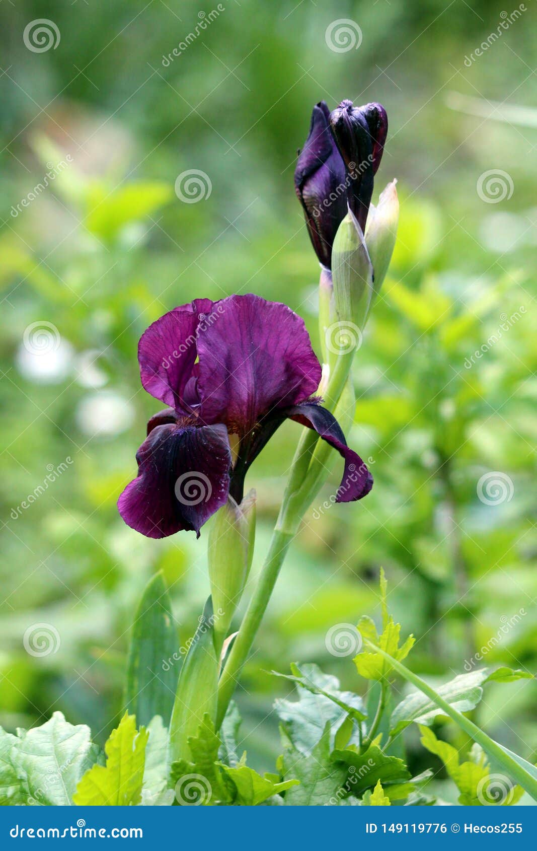 Plante Vivace De Floraison Simple D'iris Avec Les Fleurs Violettes Fonc?es  De Floraison Sur La Longue Tige Simple Plant?e Dans Le Photo stock - Image  du centrale, chaud: 149119776