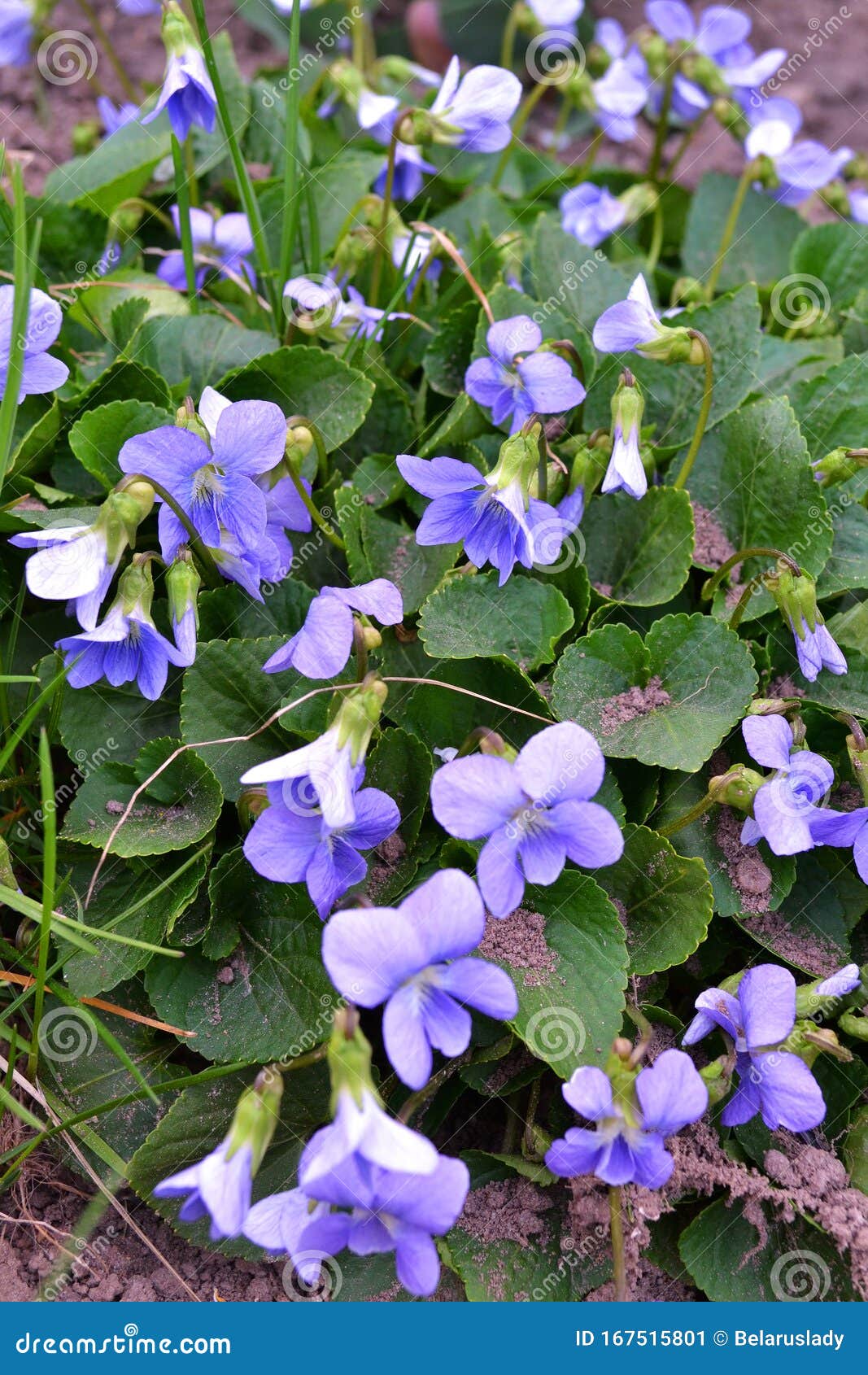 Plante Vivace Herbacée- Odorata Alto Ou Violette En Bois, Violette Douce,  Violette Anglaise, Viole De Jardin Image stock - Image du pré, pouvez:  167515801