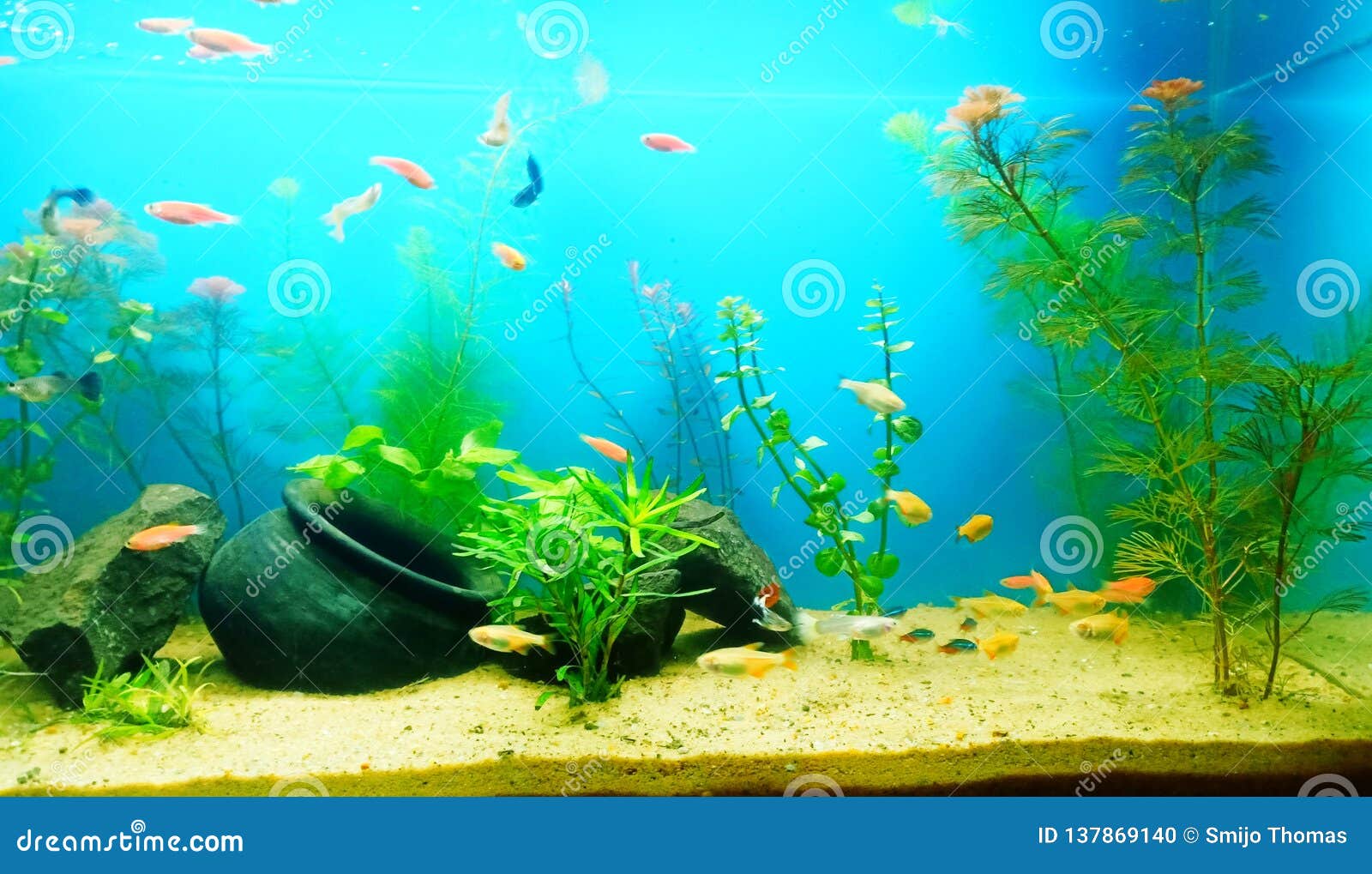 Fresh Water Planted Aquarium Stock Photo Image of water, fish 137869140