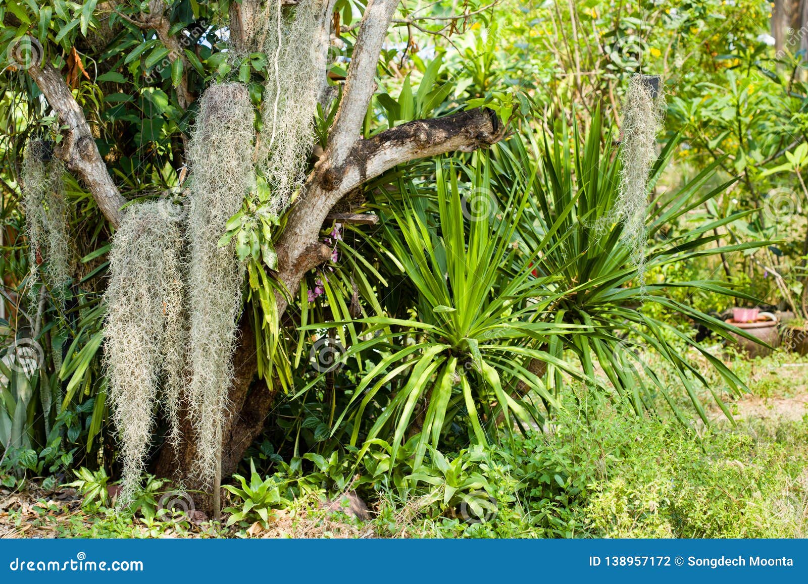 Home Garden on the Big Tree Stock Photo - Image of environment, hang ...