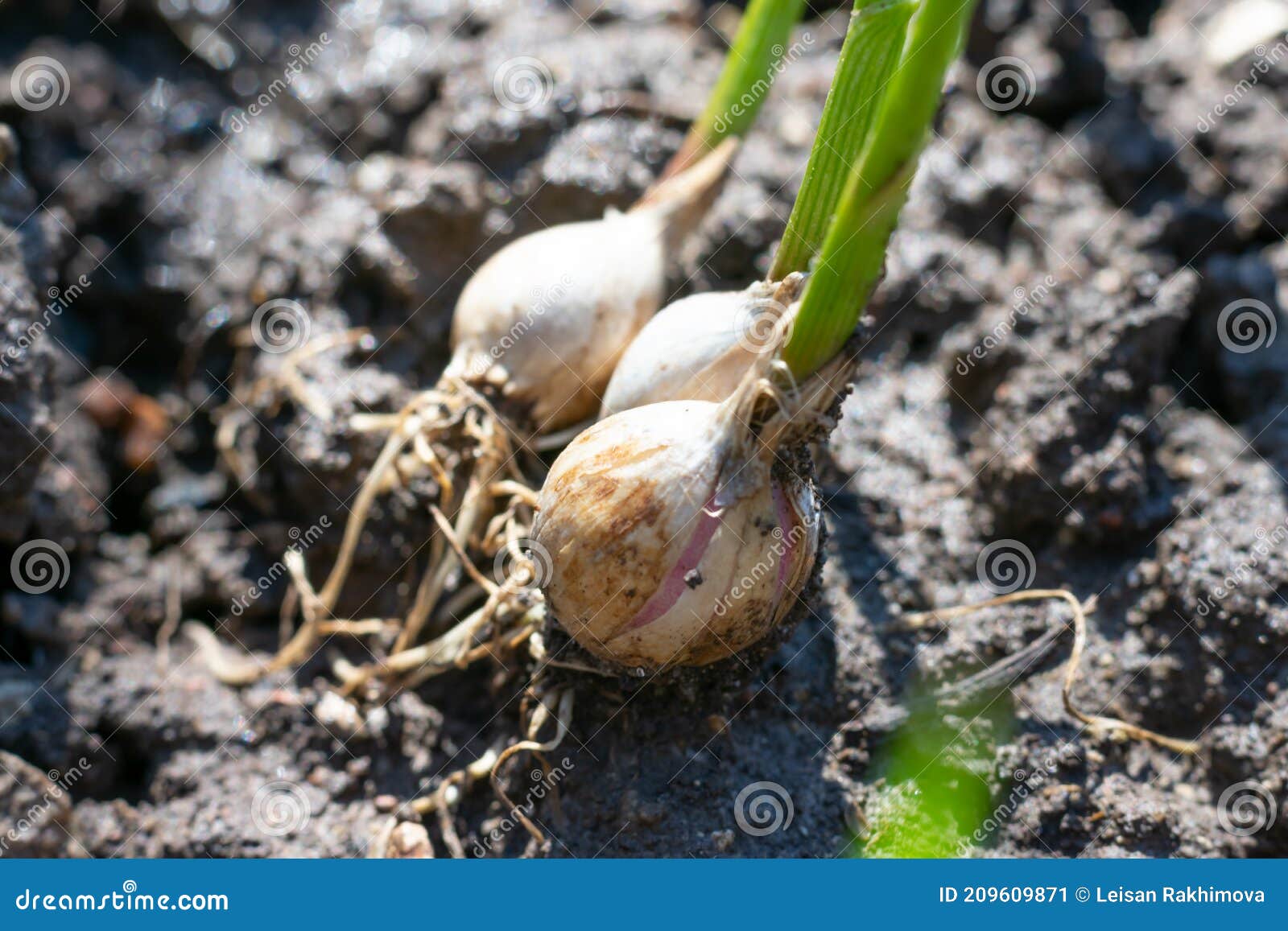 Planted Garlic Cloves with Young Green Sprouts on Ground. Growing and